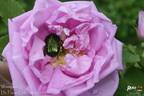 Wasagaming rose photo