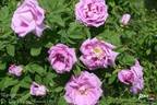 Wasagaming rose photo
