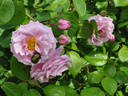 Mrs. F.F. Prentiss rose photo