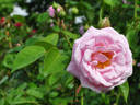 Mrs. F.F. Prentiss rose photo