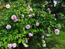 Mrs. F.F. Prentiss rose photo