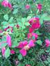Magenta Flamingo rose photo