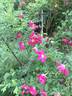 Magenta Flamingo rose photo