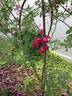 Magenta Flamingo rose photo