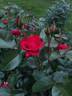 Como Park rose photo