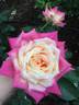 Hisami rose photo