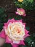 Hisami rose photo