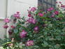 Bengale Maheca rose photo