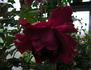 Mrs. J.J. Hedley-Willis rose photo