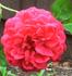 Glastonbury rose photo