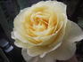 Mary Webb ® rose photo