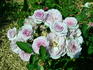 Serenissima rose photo