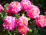 Ruffles Passion rose photo