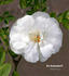 Eva Teschendorff rose photo