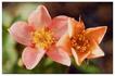 Halo Sweetie rose photo