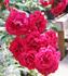 Fire Meidiland ™ rose photo