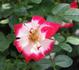 Nickelodeon rose photo
