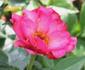 My Best Friend rose photo