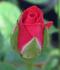 Just For You rose photo