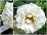 Linville rose photo