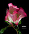 Windmill rose photo