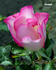 Windmill rose photo