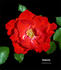 Diablotin ® rose photo