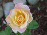 Grand Impression rose photo