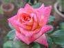 Elizabeth Scholtz rose photo
