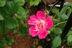 Candy Cane rose photo