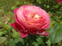 Centenaire de l'Haÿ-les-roses ® rose photo