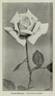Franz Deegen rose photo