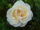 Marita rose photo