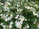 White Fleurette ® rose photo