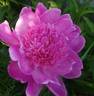 Barbara peony photo