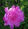 Barbara peony photo
