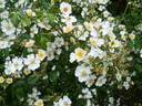 White Fleurette ® rose photo