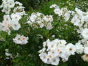 Xantippe rose photo