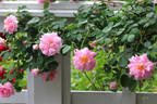 Christine Wright rose photo
