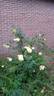 Yellow Romantica™ rose photo