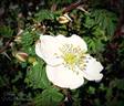 Dragon Wings rose photo