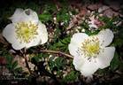 Dragon Wings rose photo
