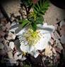Dragon Wings rose photo