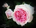 Redouté rose photo