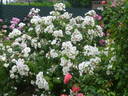 Xantippe rose photo