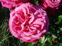 Senteur Royale ® rose photo