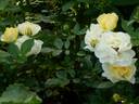 Tall Story ® rose photo