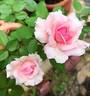 Euridice rose photo