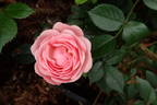 Dresden Doll rose photo
