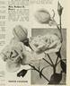 Minnie Francis rose photo